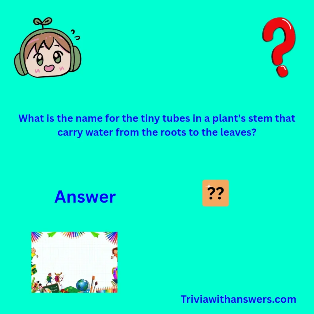 "3rd Grade Trivia Questions and Answers"