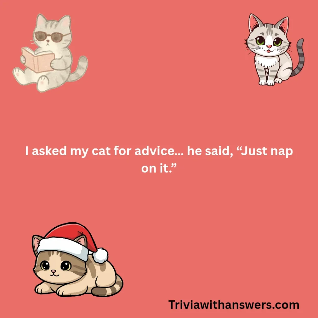 "Funny Cat Jokes"