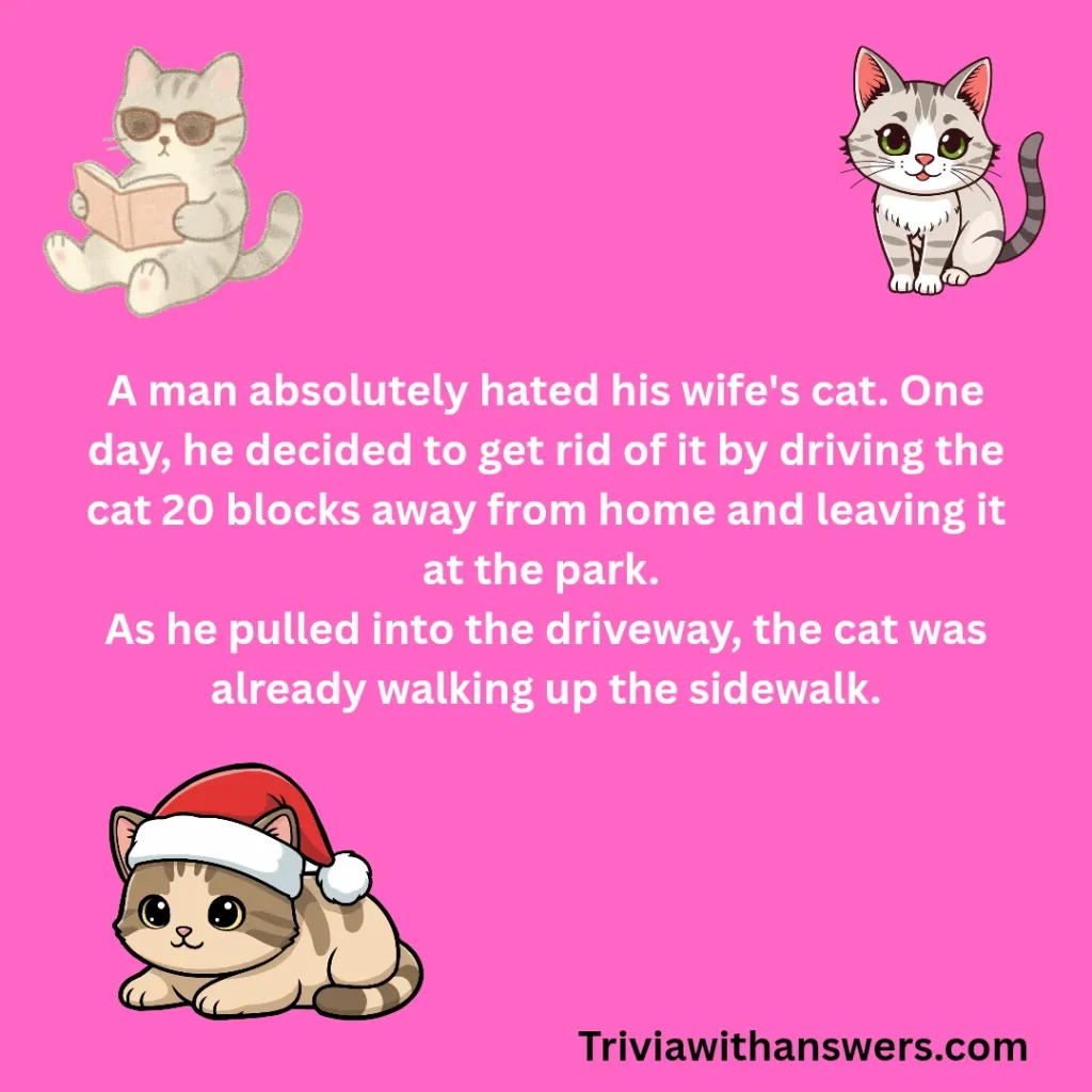 "Funny Cat Jokes"